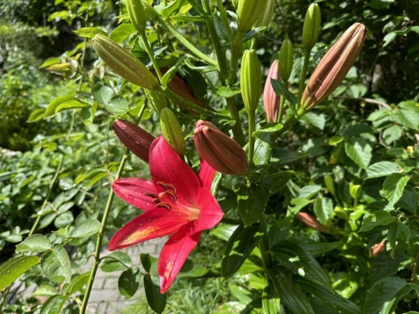 Red Lily Blooms First in Ornamental Garden
