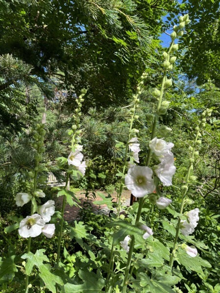 White Hollyhock blooming in Ornamental Garden