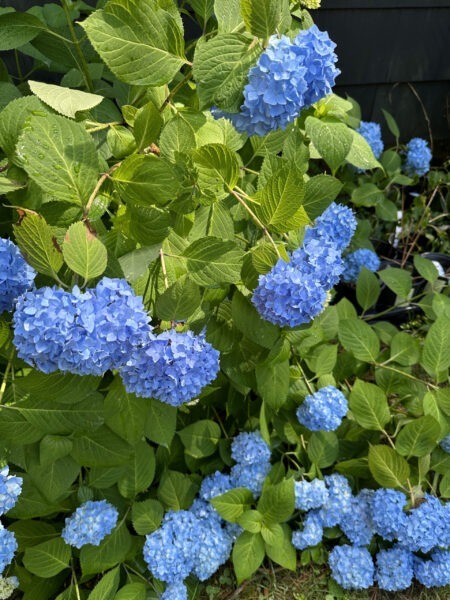 Blue Hydrangea