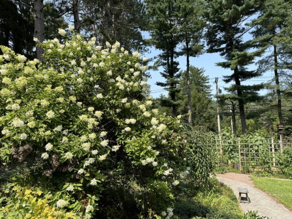 Lily Pond Overlook