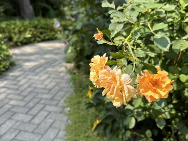 Roses bloom near the trail.