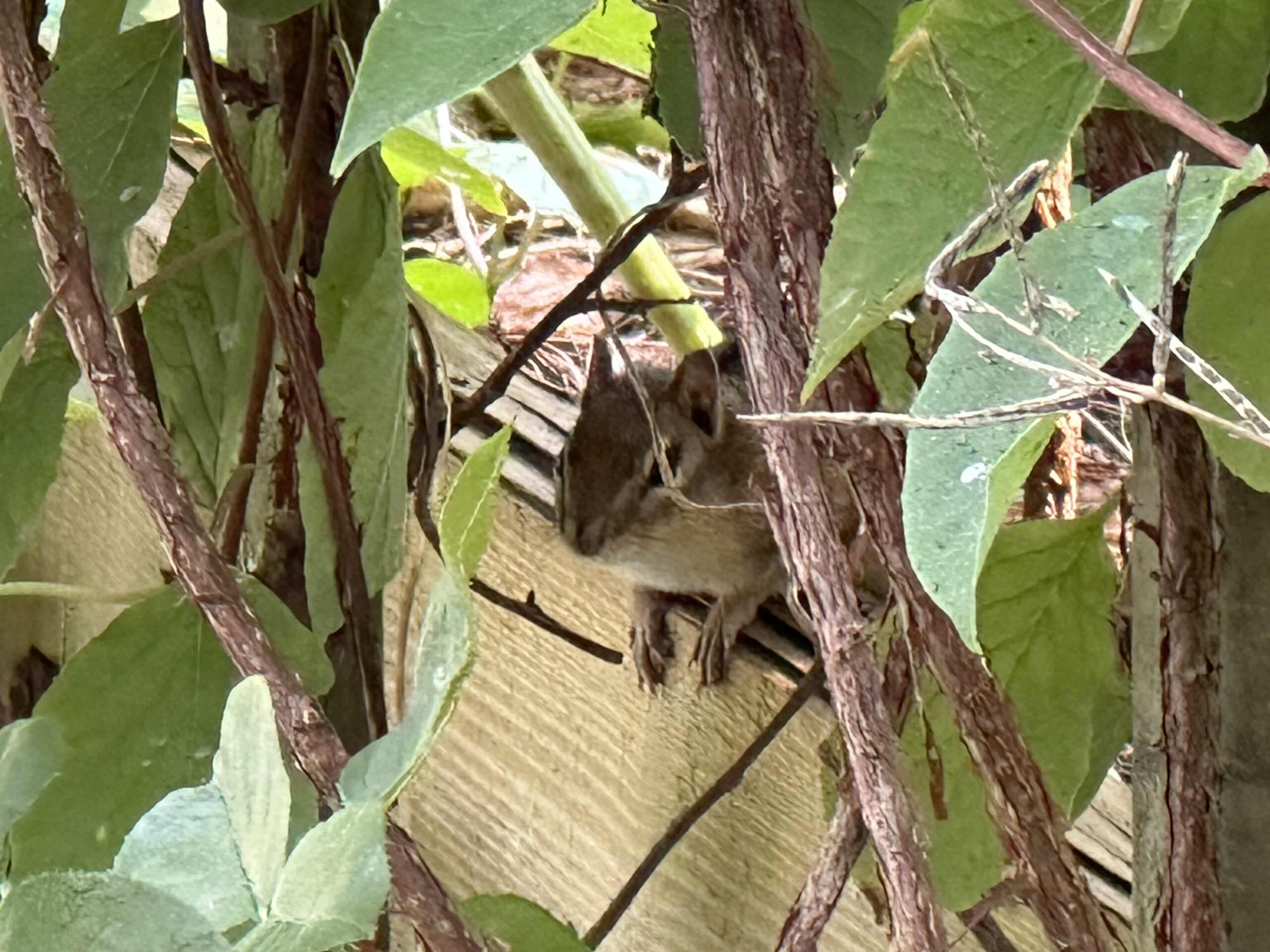 Chipmunks have enjoyed the raised garden bed fruits!