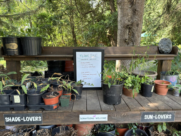 The Plant Sale bench has both shade and sun-lovers.