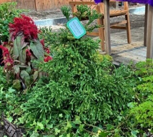 Gyokuryu Japanese Cedar