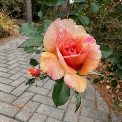 'Gold and Great' Shrub Rose