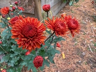 Hardy Mum: Rusty Orange