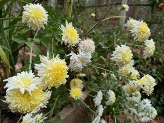 Hardy Mum: White & Yellow