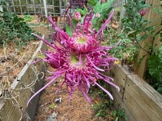 Hardy Mum: Purple Spoons