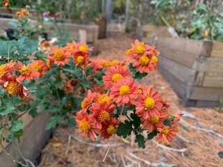 Hardy Mum: Orange