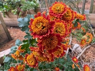 Hardy Mum: Orange & Red
