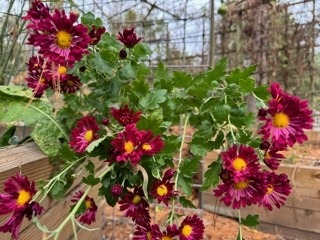 Hardy Mum: Deep Red