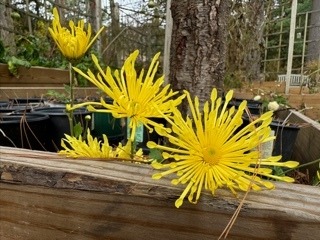 Hardy Mum: Yellow Spoons