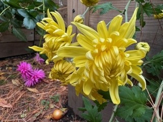 Hardy Mum: Big Yellow & Purple Dahlia