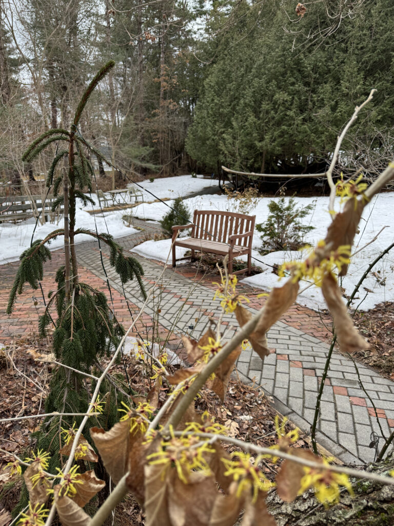 Witch Hazel Shrub in bloom; Weeping Evergreen Tree, Accessible Trail & Bench