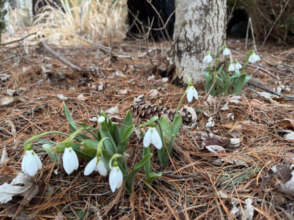 Snowdrop Flowers are first to bloom!