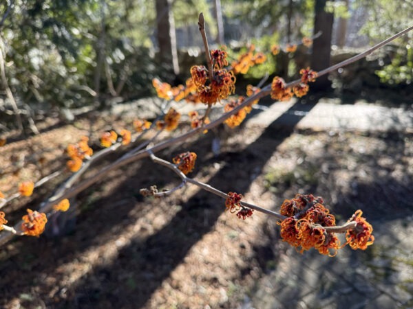Orange Witch Hazel Flowering in Secret Garden, March 2025