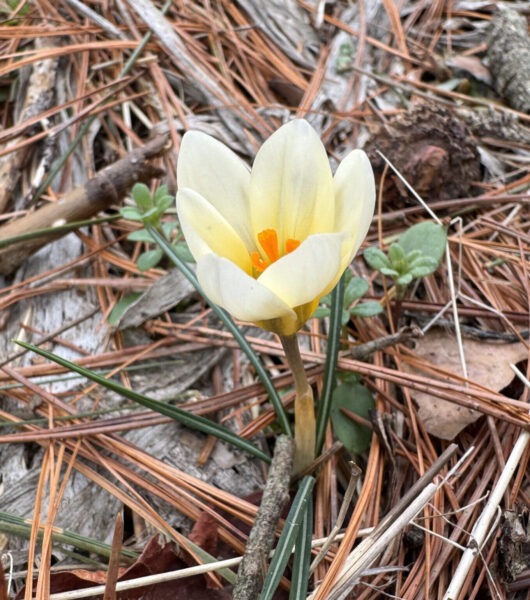Crocus in the Orchard Ave.