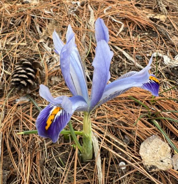 Rock Iris in the Orchard Ave.