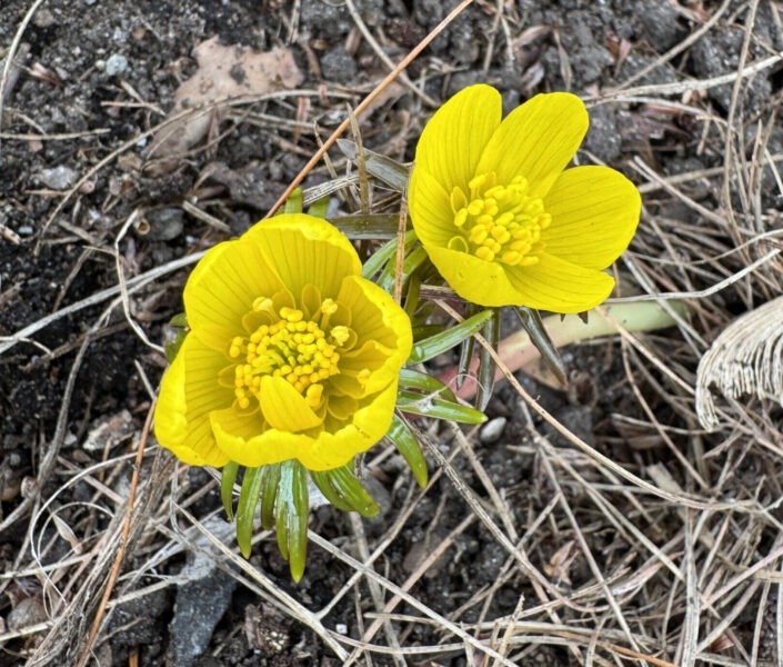 Winter Aconite