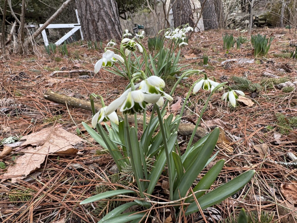 Snowdrops in the Cut Flower Garden