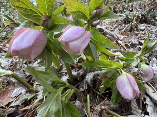 Lenten Rose