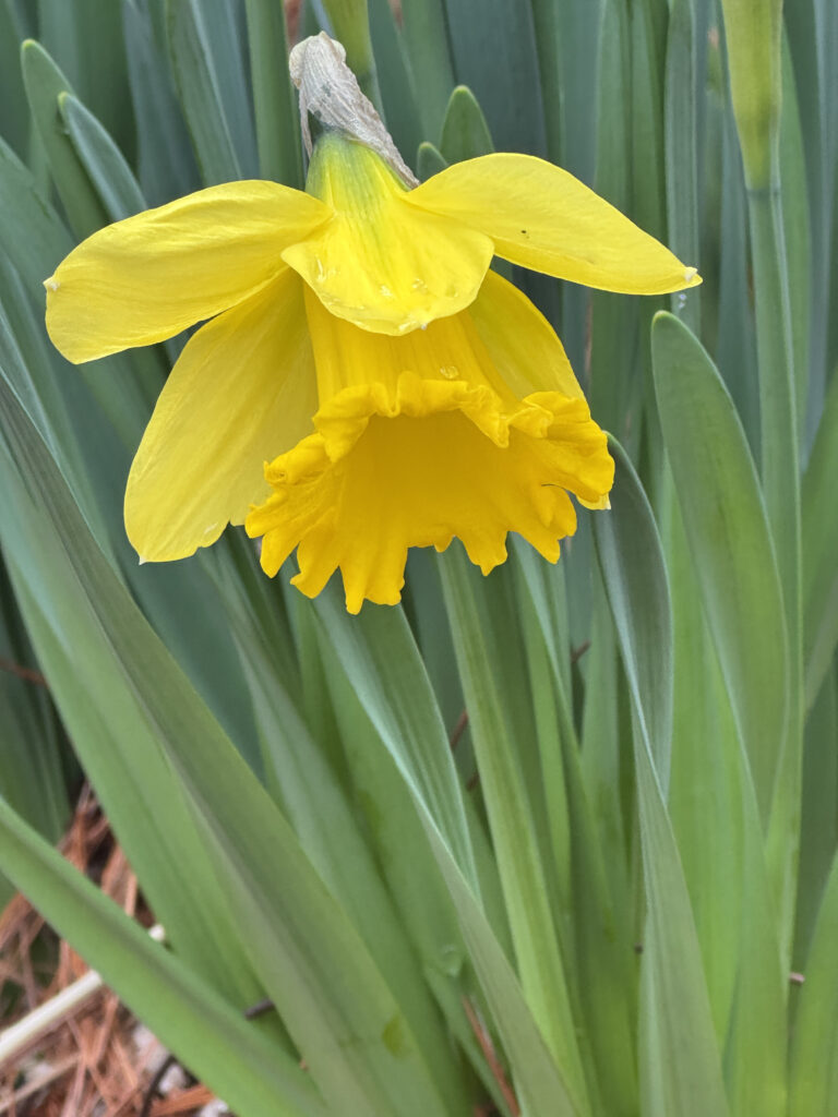 1st Daffodil Bloom: King Alfred Trumpet