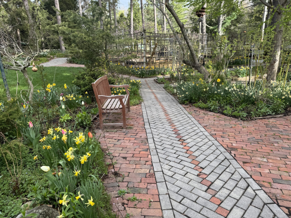 2025: A few jewel-toned tulips planted in the front flower bed were a surprise and delight for many guests.