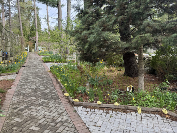 'City of Haarlem' Yellow Hyacinth was planted at the edge of the Orchard Ave.