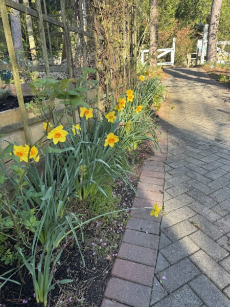 Accessible Trail, Orchard Ave. features daffodils North of the Kitchen Garden.
