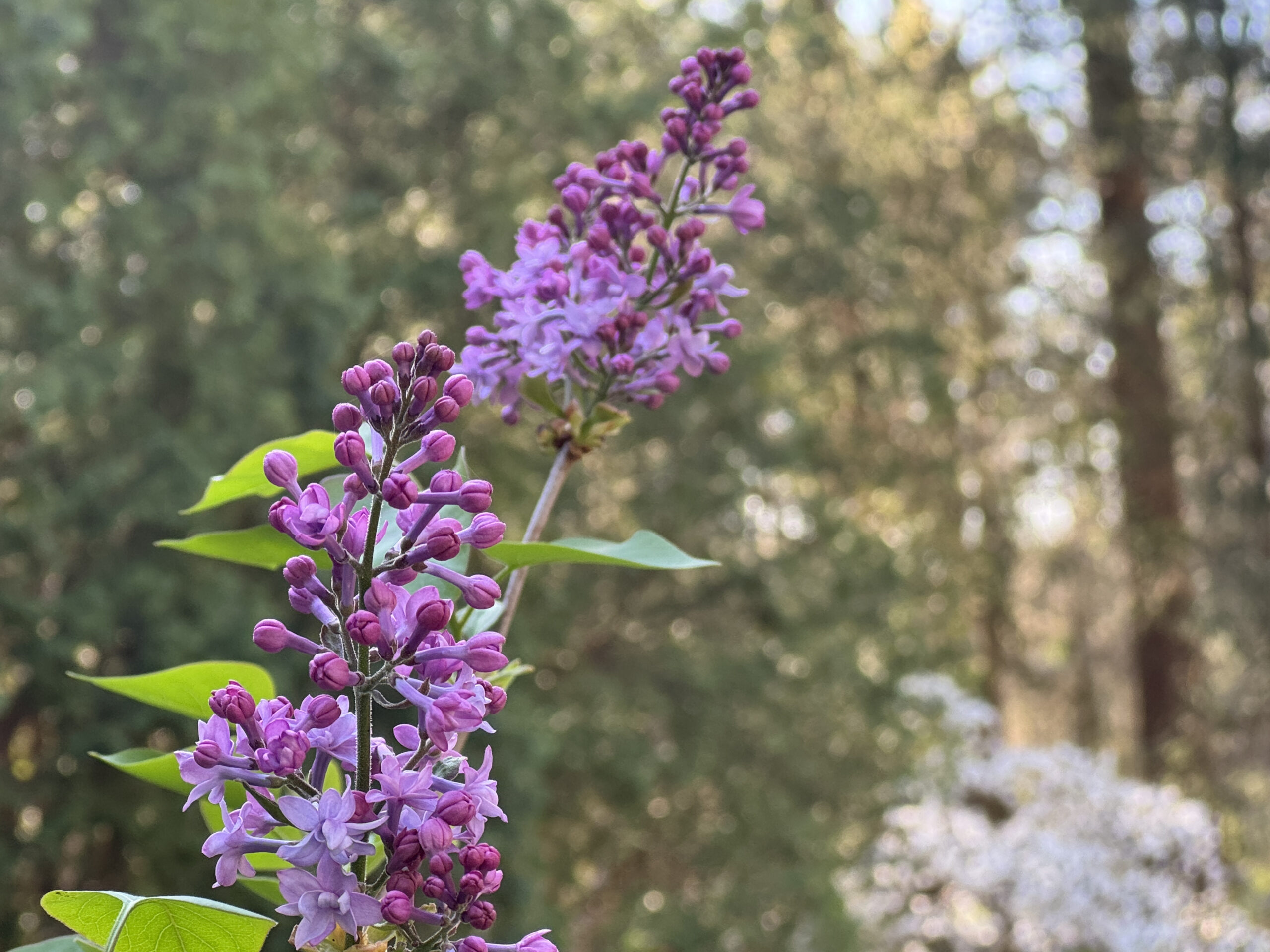 'Evangeline' Syringa x hyacinthiflora lilac is earliest to bloom!