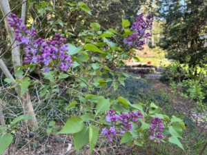 'Evangeline' lilac blooming in April, above the Koi Pond area.