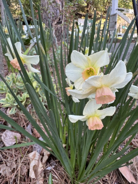Narcissus 'Bell Song'