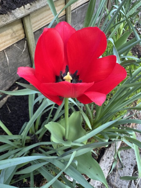 Single Red Early Tulip