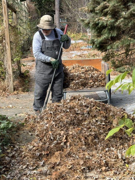 John Coulon, Volunteer Garden Crew Captain, collects leaves for burn pile