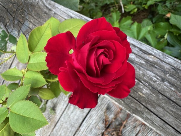 'Lady in Red' Red Rose