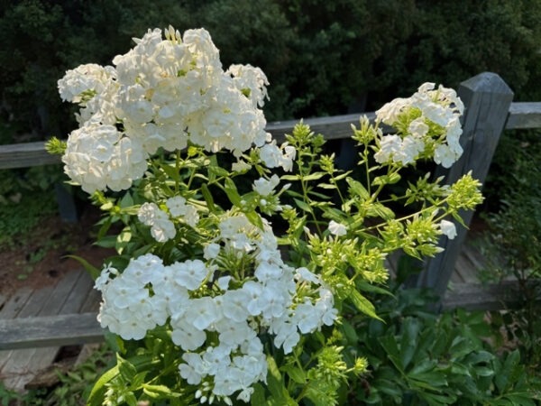 White Tall Phlox 'David' - a butterfly favorite!