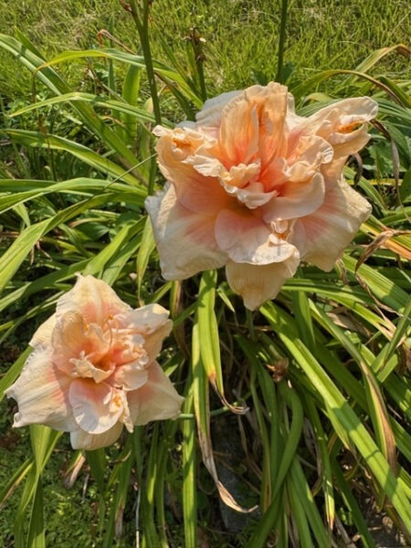 Peach Day Lily