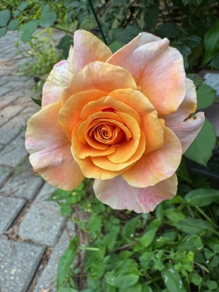 'Gold and Great' Rose