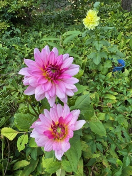 Colorful Dahlias