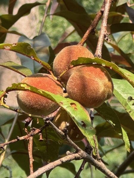Japanese White Peach Tree 'Fukushima Akatsuki'