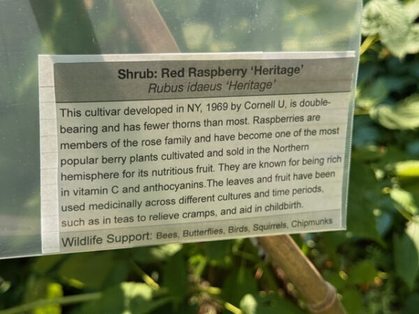 Red Rasperries 'Heritage' Arboretum Info Label Prototype