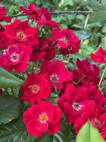 'Thrive' red rose shrub