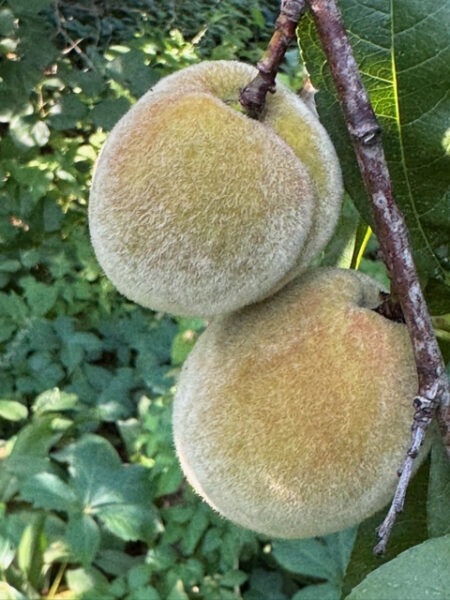 'Golden Jubilee' Yellow Peach Tree