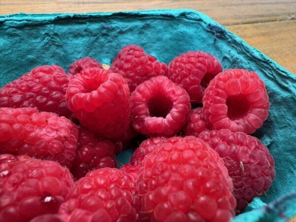 Red Rasperries 'Heritage'