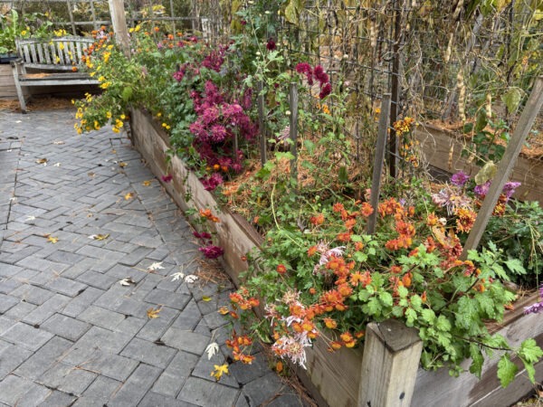 Raised beds with mums and a bench to rest