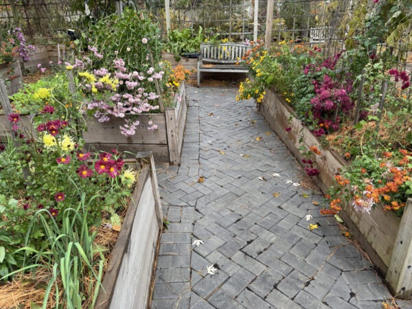 Raised beds feature multi-color perennial mums