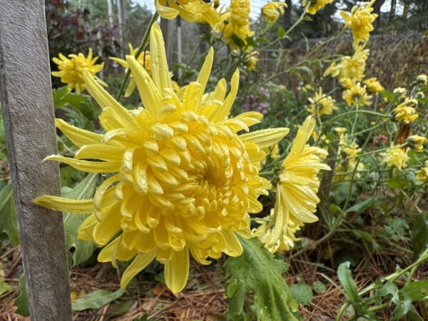 Yellow Mum close-up!