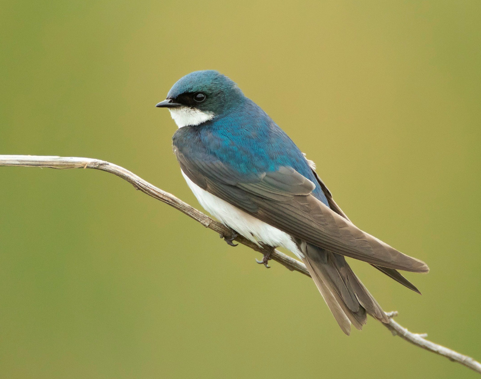 Tree Swallow