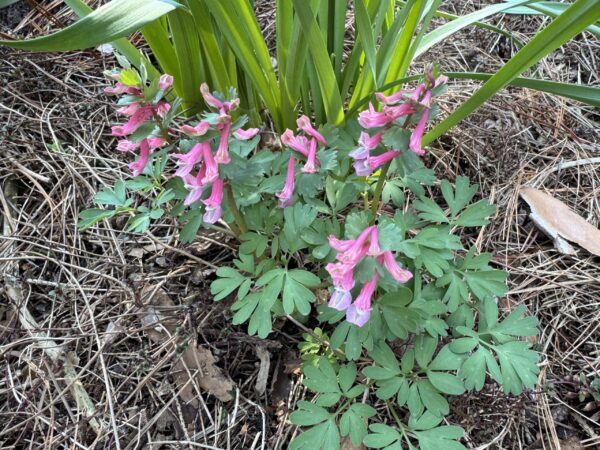 Perennial: Bird in Bush