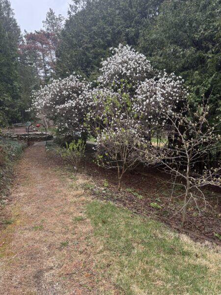 Star Magnolia, blooming now, is a specimen labeled in our 25-tree arboretum.